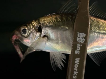 今日も元気にアジ探し