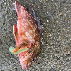 そこそこ底物狙い。