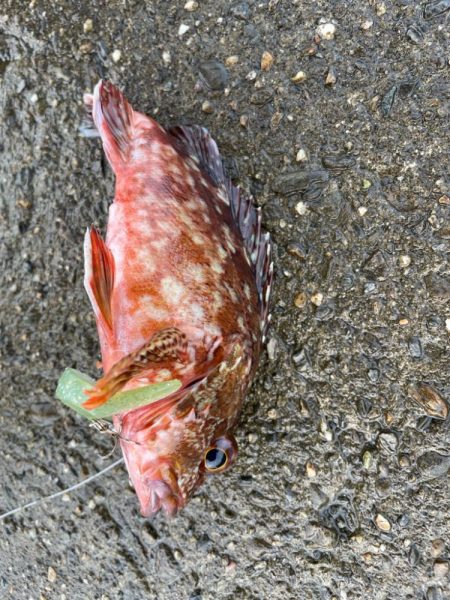 そこそこ底物狙い。