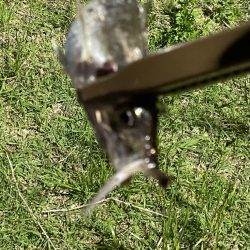 ジグ単de〜アジング♪考えすぎ?