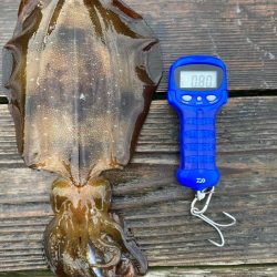 春アオリイカ狙って遠征