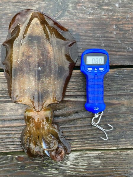 春アオリイカ狙って遠征