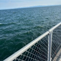 キス、イカ調査