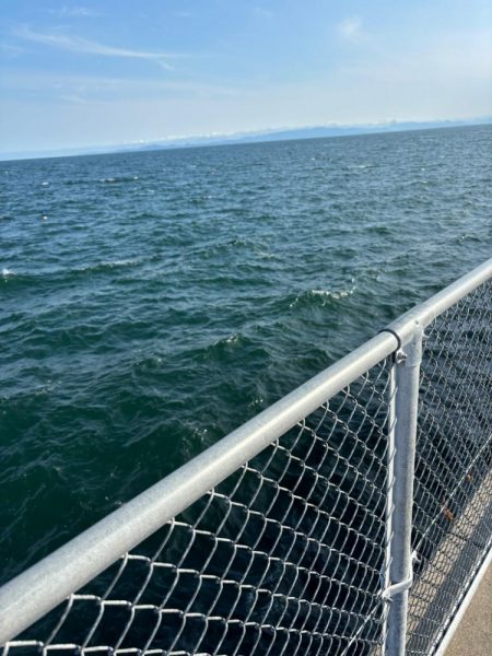 キス、イカ調査