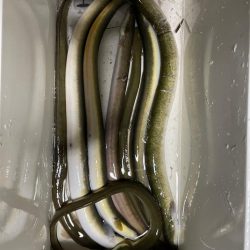 ウナギ釣り