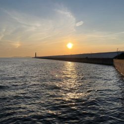 今年はやや遅れ気味?