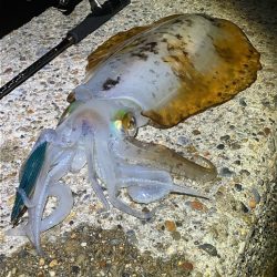 今季4杯目のアオリ🦑＼(^-^)／