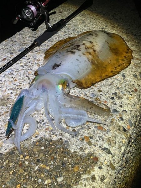 今季4杯目のアオリ🦑＼(^-^)／