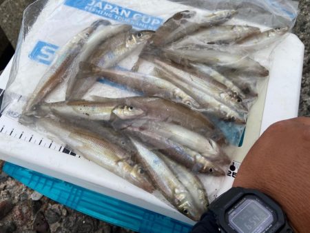 シロギスタのデジャヴ