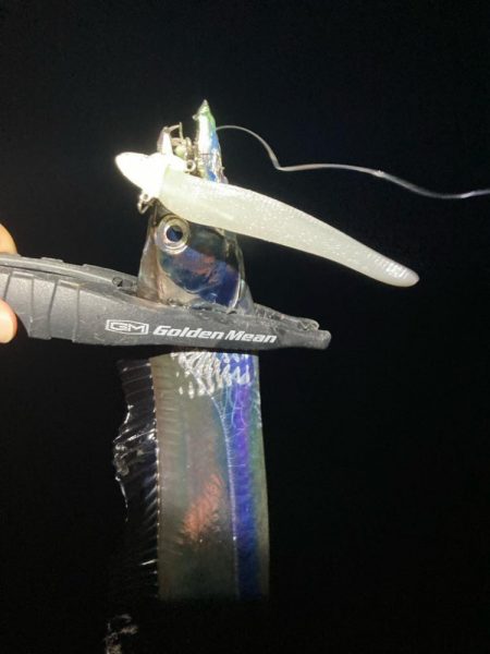 タチウオ、アジ