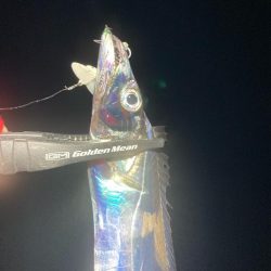 今日もタチウオ