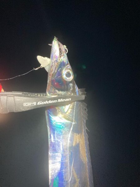 今日もタチウオ