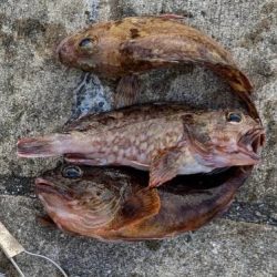 雨の降る前にチニング好調