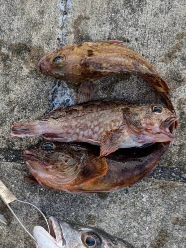 雨の降る前にチニング好調