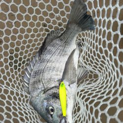 約1ヶ月ぶりにDETA!