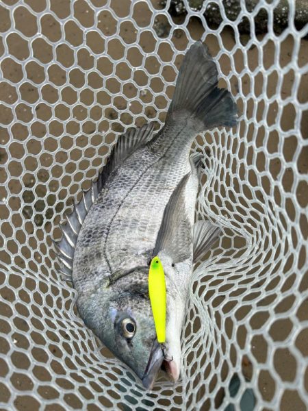 約1ヶ月ぶりにDETA!