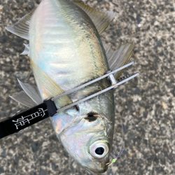 雨の中で入れ食いday *\(^o^)/*