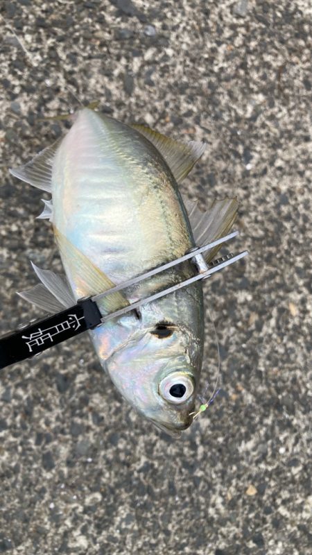 雨の中で入れ食いday *\(^o^)/*