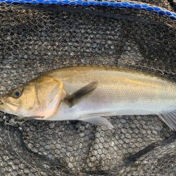 朝マヅメカタクチパターン