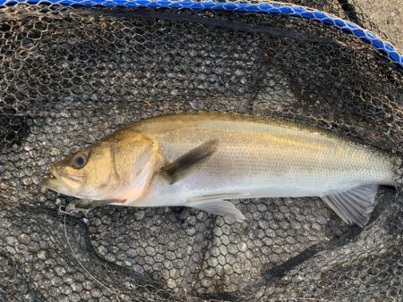 朝マヅメカタクチパターン