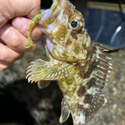 ロックフィッシング