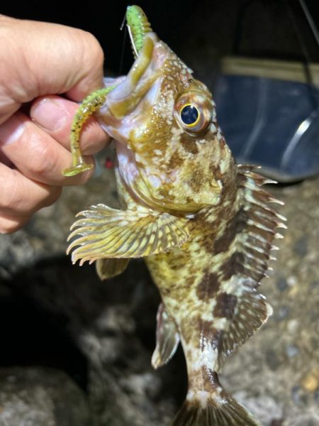 ロックフィッシング