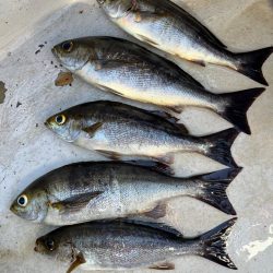 大原沖、LTイサキ