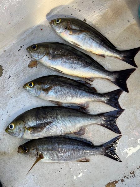 大原沖、LTイサキ