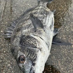 雨が降る中エビ撒きでチヌ釣れました