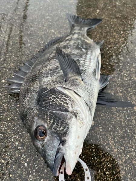雨が降る中エビ撒きでチヌ釣れました