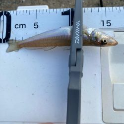 まだまだ小さいです