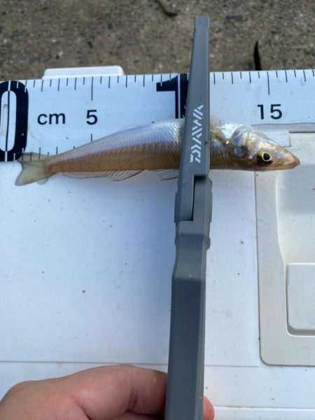 まだまだ小さいです