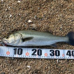 朝マヅメハクパターン