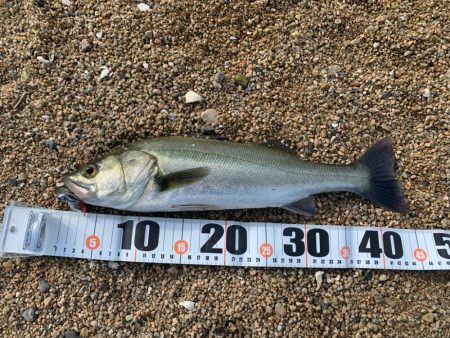 朝マヅメハクパターン