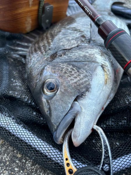 ヘチってきました