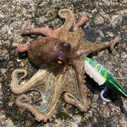 ⭐️擦られすぎ