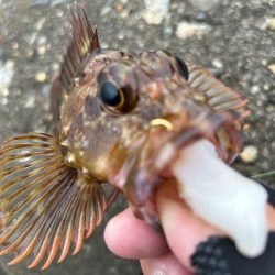 ガシラで一杯いく