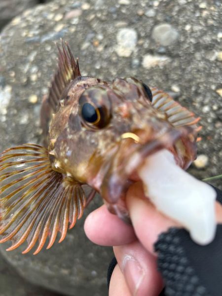 ガシラで一杯いく