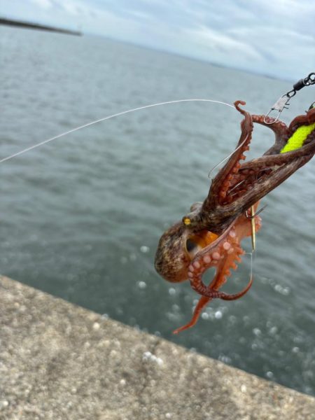 タコ釣り