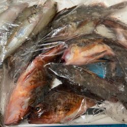 シロギスタの即日リベンジ