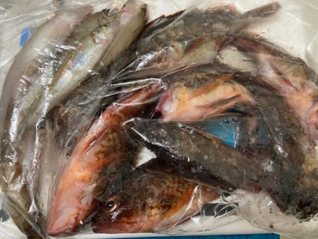 シロギスタの即日リベンジ