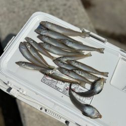 朝のちょい投げ釣り