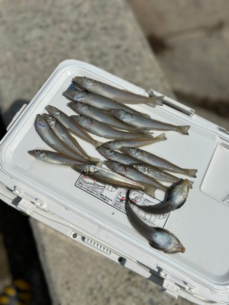 朝のちょい投げ釣り