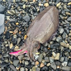 初めてのイカ!!