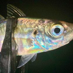 釣りたてのアジは虹色に輝く！