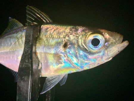 釣りたてのアジは虹色に輝く！