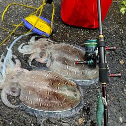 親アオリイカ狙いのはずがモンゴウイカに愛される
