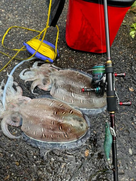 親アオリイカ狙いのはずがモンゴウイカに愛される