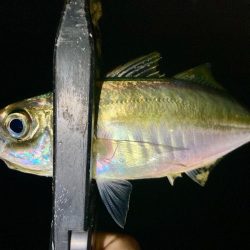 中アジとミニマム極豆!笑笑