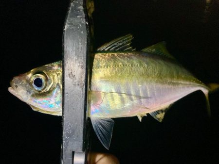 中アジとミニマム極豆！笑笑